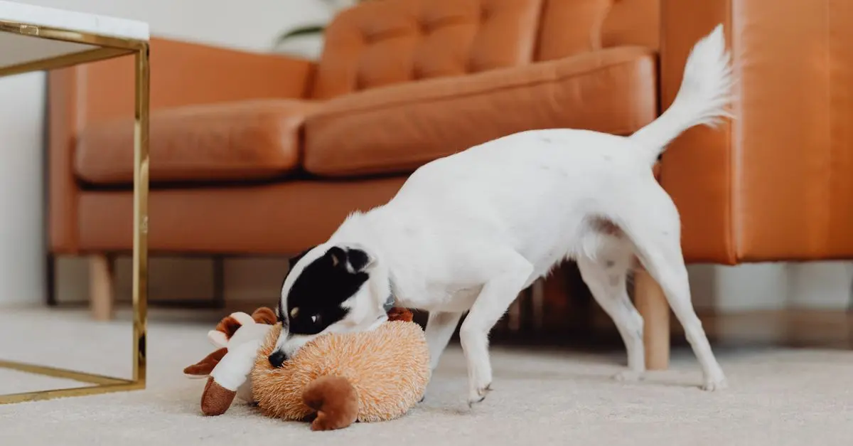 How to Create the Perfect Enrichment Activities for Your Pets