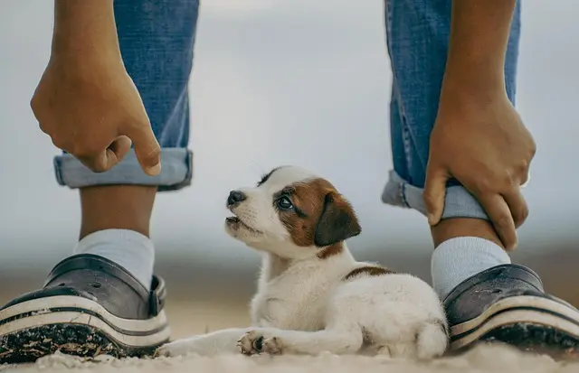 Understanding the Behavioral Needs of Your Pet: A Comprehensive Guide