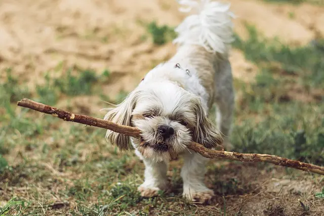 10 Creative Ideas to Enrich Your Pet's Life