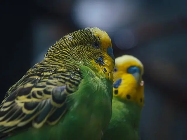 10 Essential Tips for Keeping Your Exotic Pet Happy