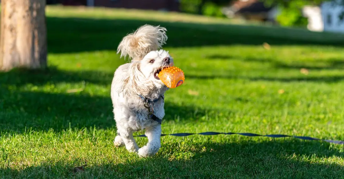 10 Creative Ways to Enrich Your Pet's Life