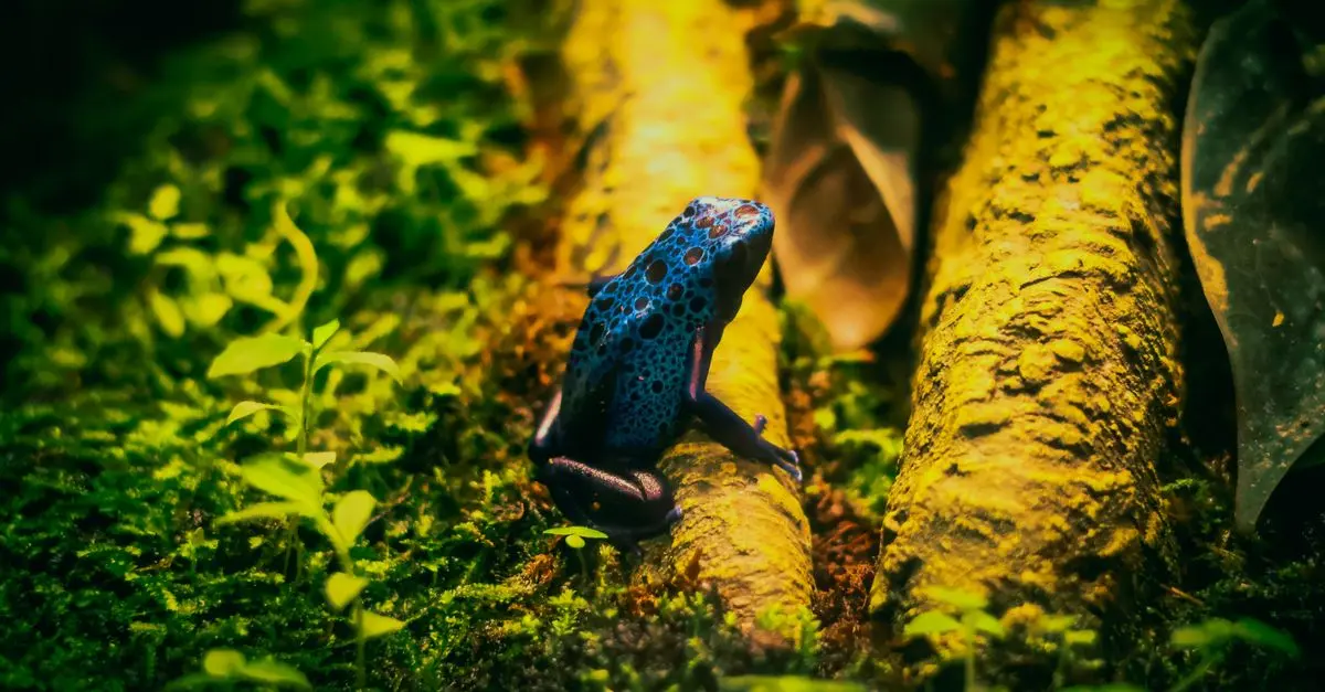 Exploring the Habitat Preferences of Amphibians