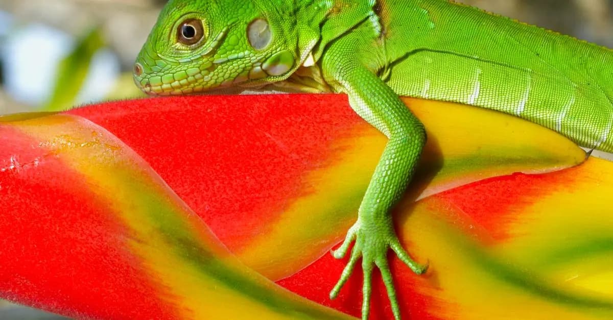 How to Create a Safe Habitat for Your Exotic Pets