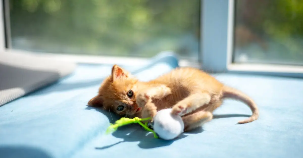 10 Essential Tips for Raising a Happy and Healthy Cat