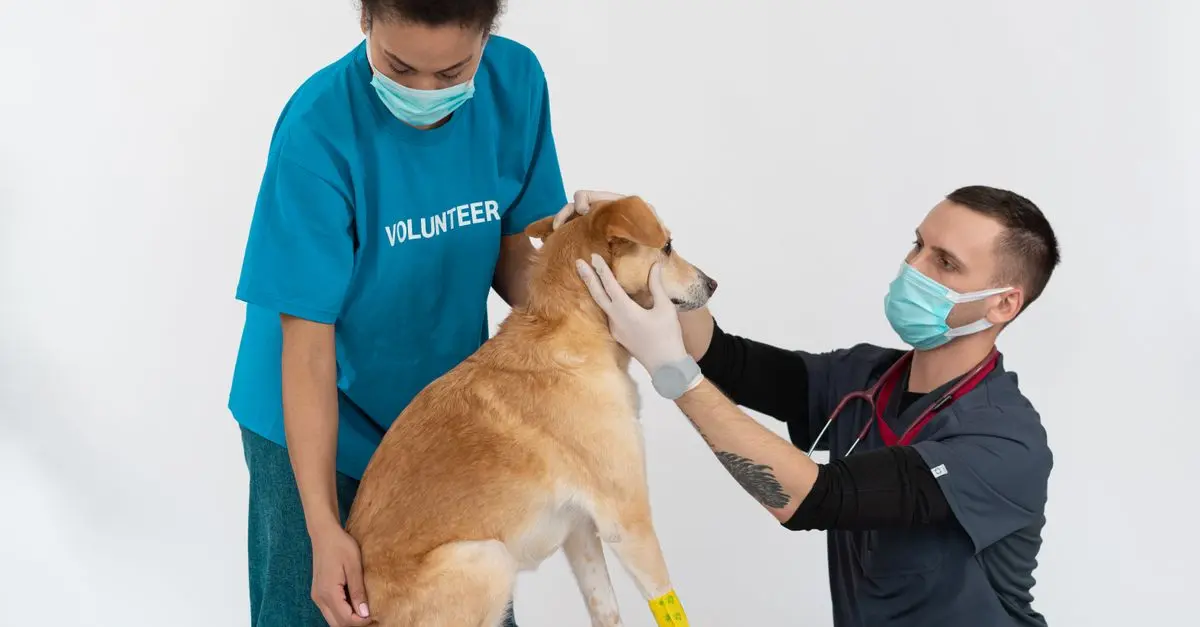 Understanding Common Health Issues in Pets