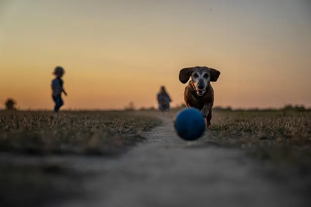 10 Essential Tips for Enriching Your Pet's Life
