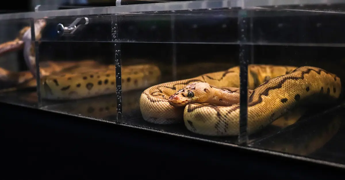 Why Exotic Pets Are Becoming Increasingly Popular