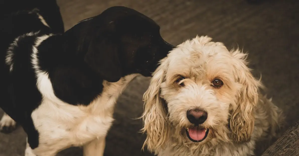 Understanding Different Animal Communication Techniques