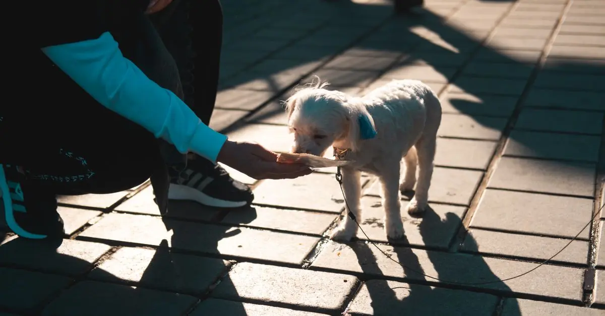 Understanding the Behavior of Shelter Pets: A Guide