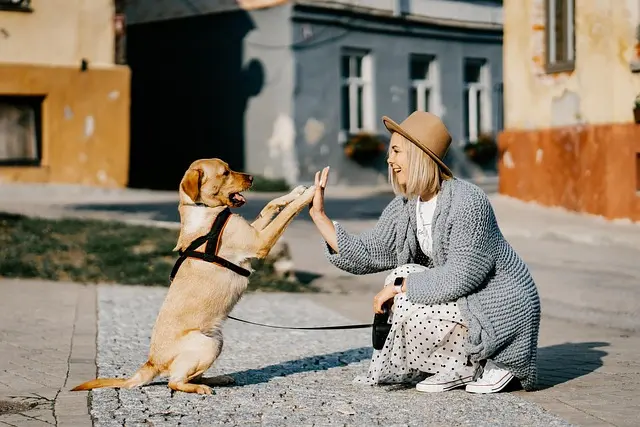 10 Essential Tips for Enriching Your Pet's Life