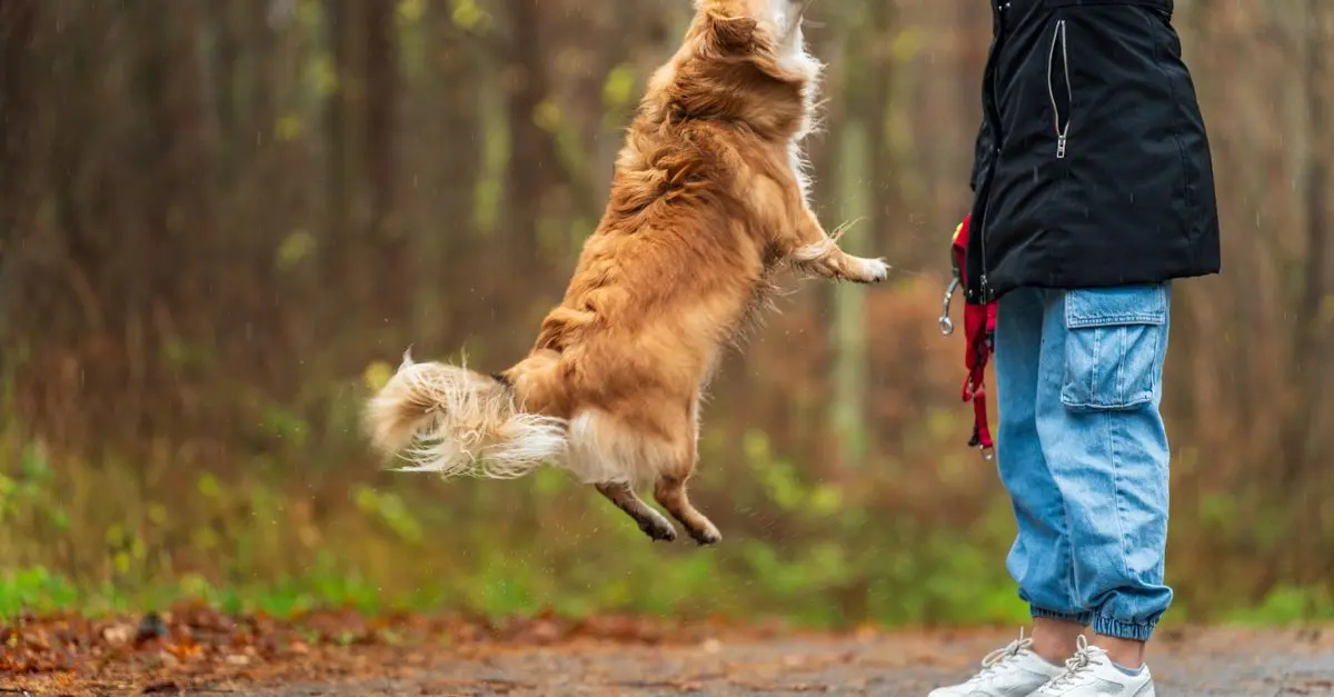 10 Essential Tips for Building a Happy Life with Your Pet