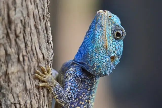 Understanding the Unique Care Needs of Exotic Pets