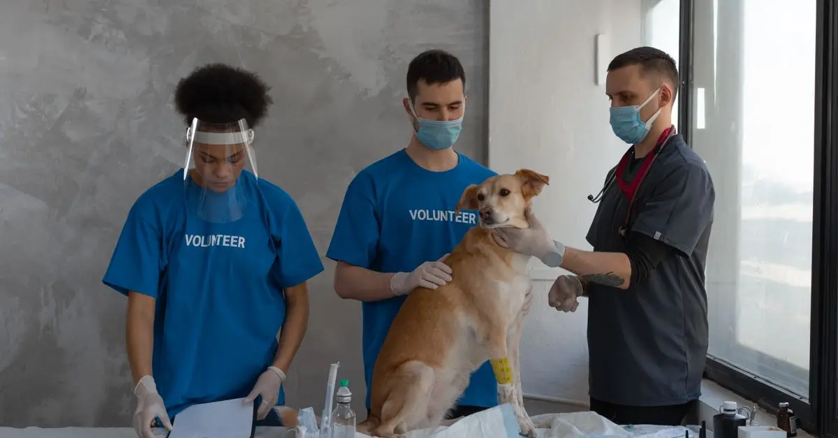 10 Essential Tips for Starting Your Own Animal Rescue