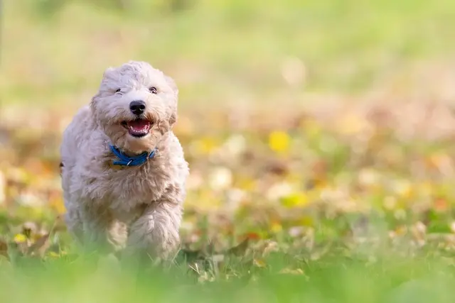 10 Essential Tips for Enriching Your Dog's Life