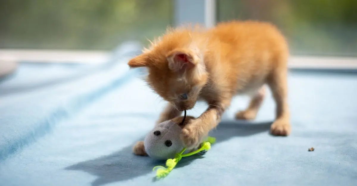 How to Create an Enriching Environment for Your Pets