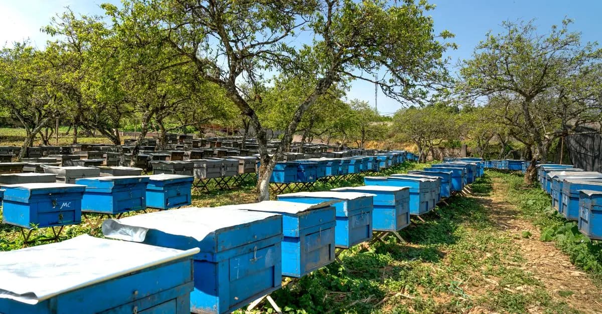 A Beginner’s Guide to Starting a Beehive