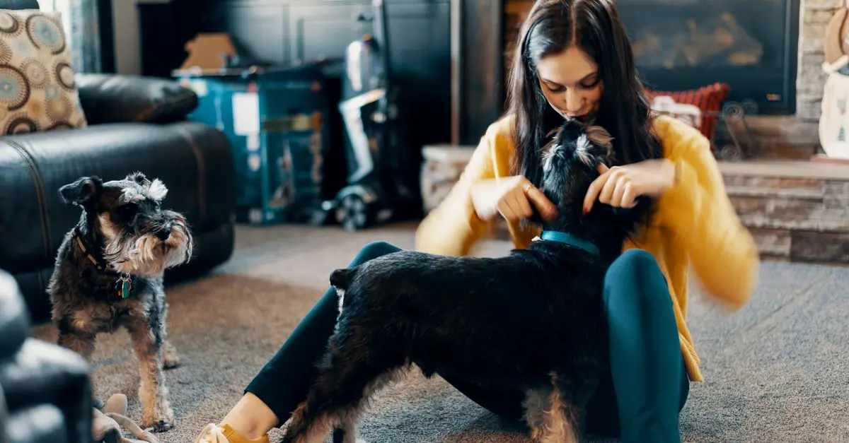 How to Create an Engaging Environment for Your Pets
