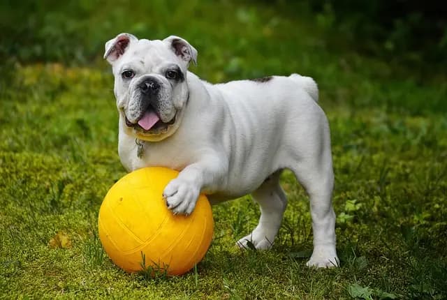 Top 10 Tips for Enriching Your Pet's Life