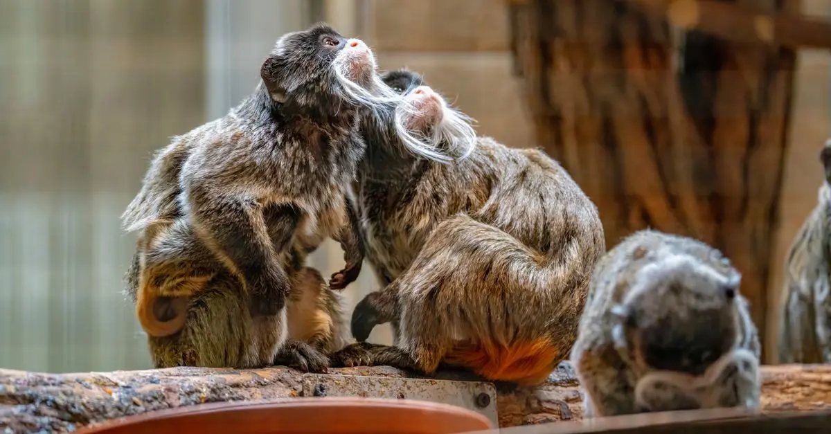 The Social Structures of Primate Groups