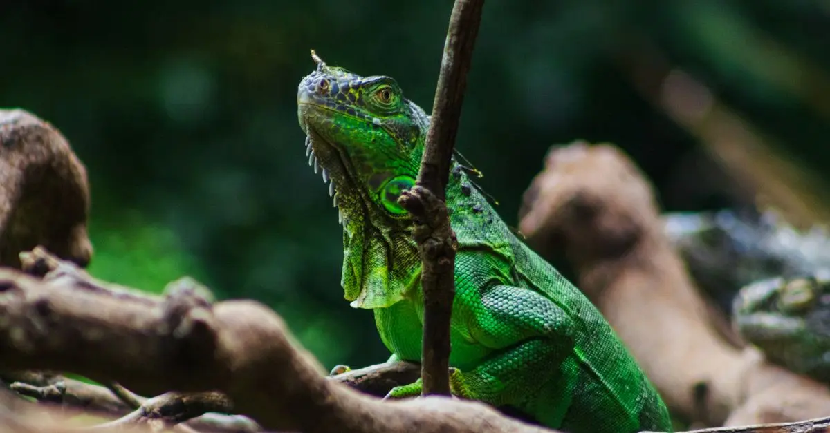 Top 10 Considerations for Choosing an Exotic Pet