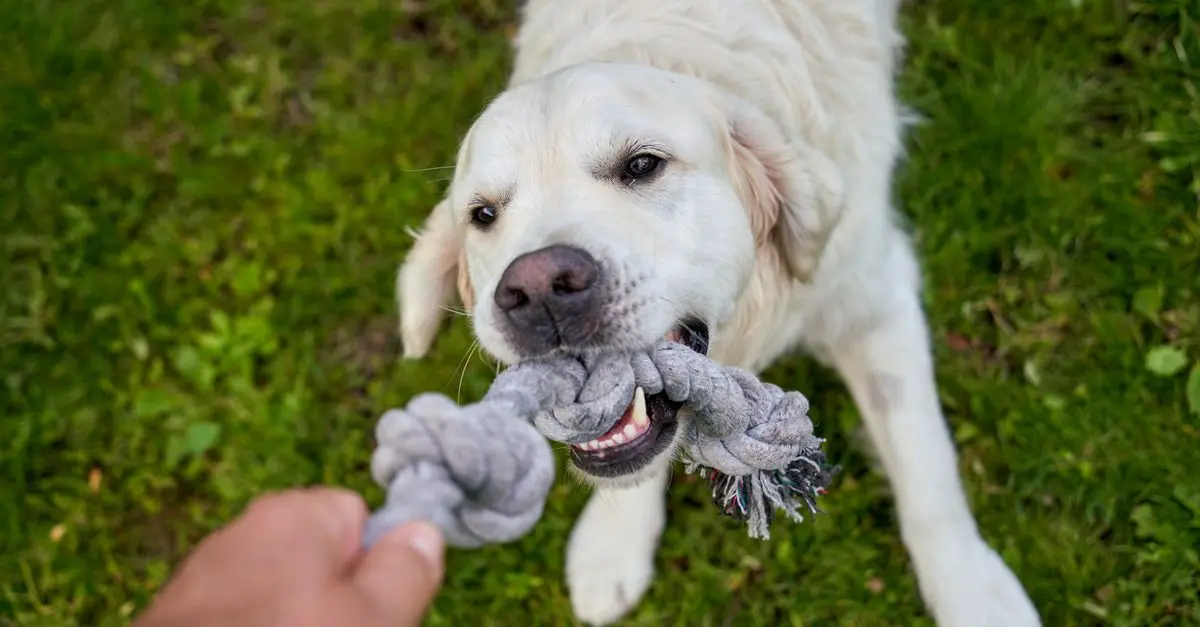 10 Fun Activities to Keep Your Pet Engaged and Happy