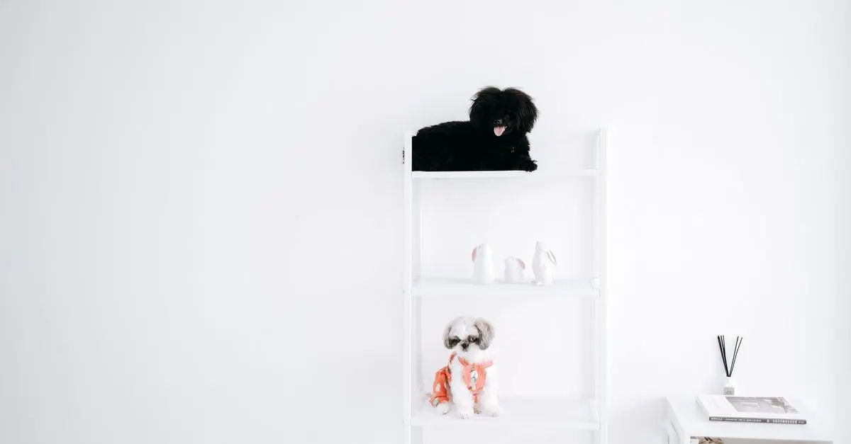 How to Create a Stimulating Environment for Your Pets