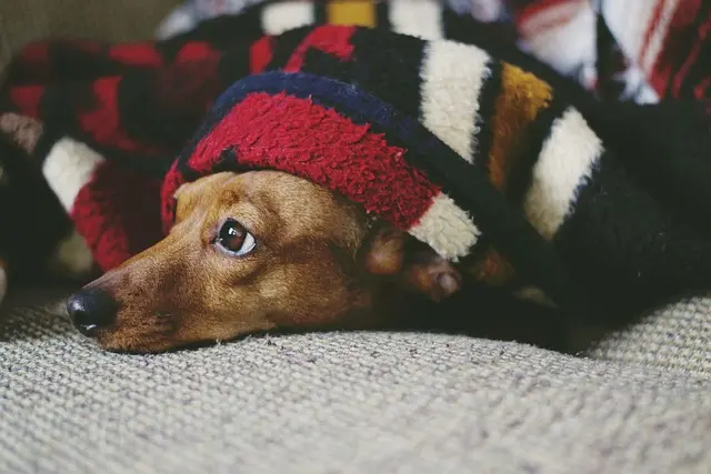 10 Essential Tips for Creating a Safe Habitat for Your Pet