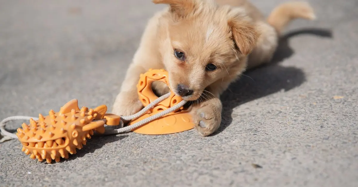 How to Create the Perfect Enrichment Activities for Your Pet