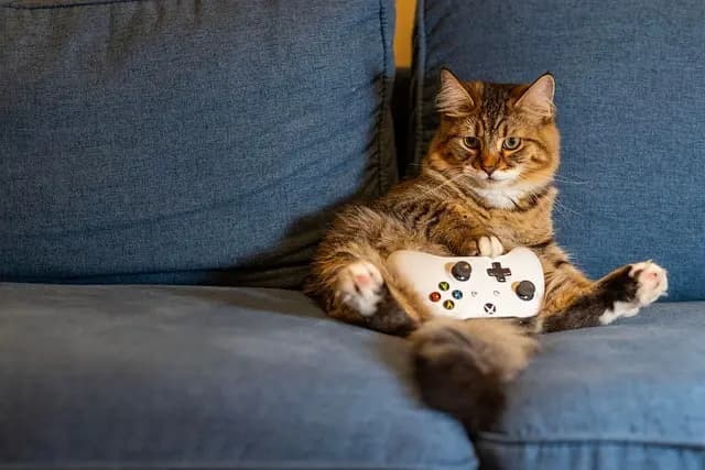How to Create an Engaging Environment for Your Pets
