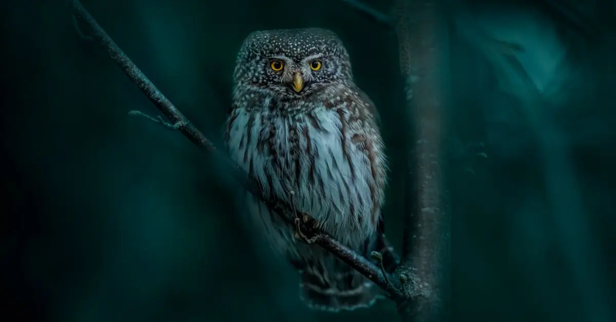 Investigating the Mysteries of Nocturnal Animals