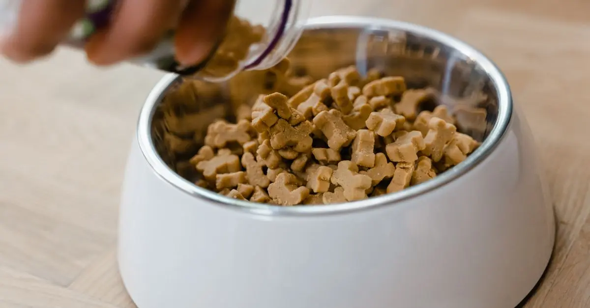 Pet Nutrition: What Should You Feed Your Dog?