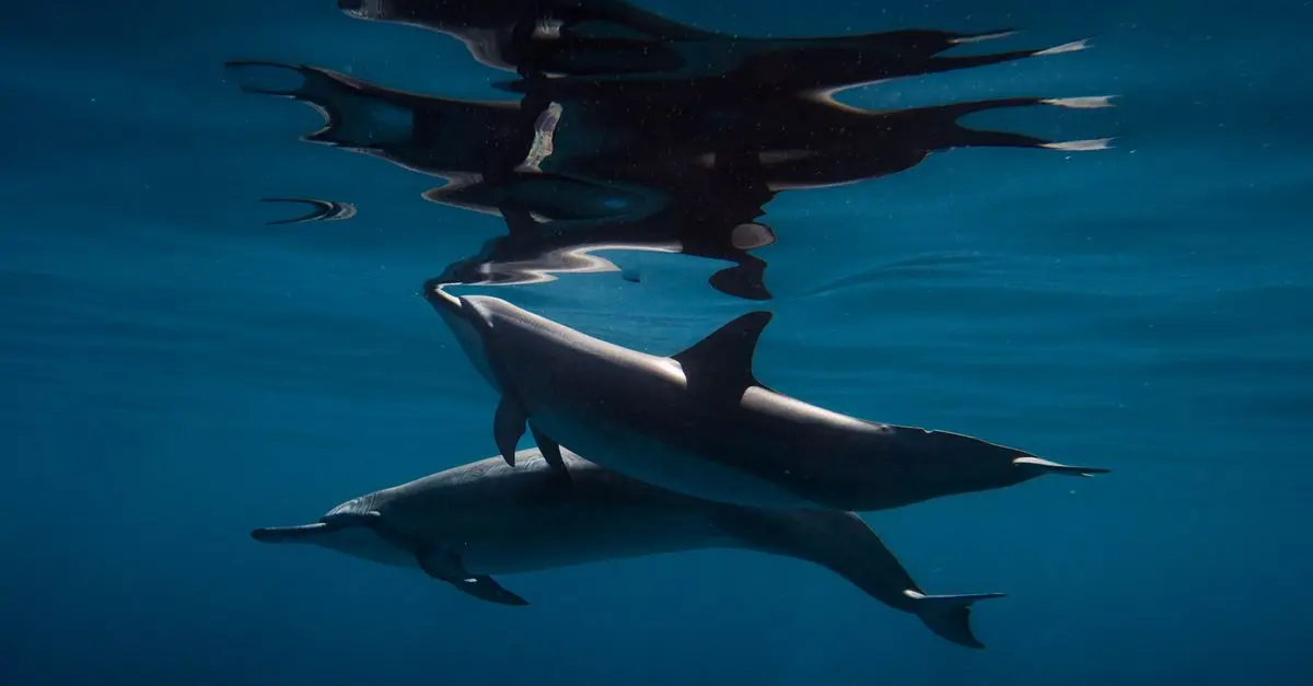 Understanding the Language of Dolphins