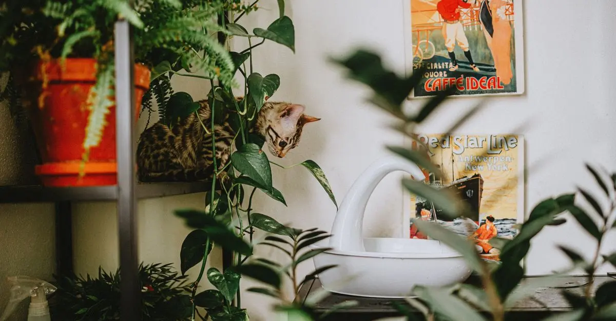 10 Essential Tips for Creating a Cat-Friendly Home