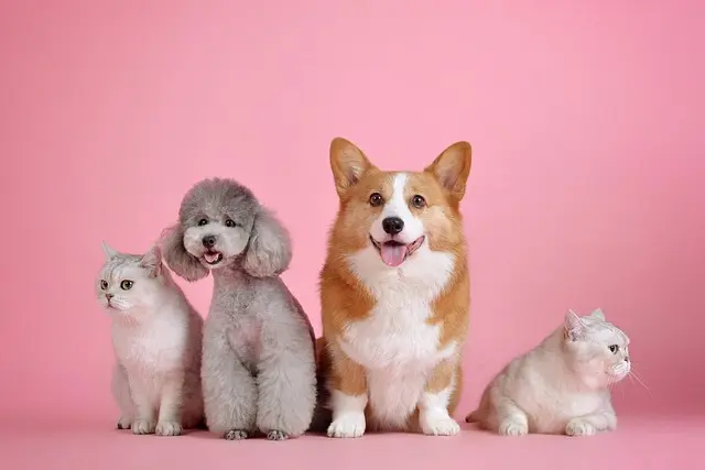 How to Create the Best Environment for Your Pet's Health