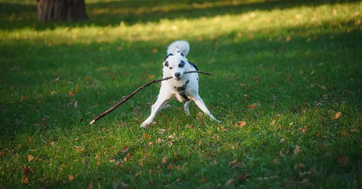 10 Essential Tips for Caring for Your Pet's Health