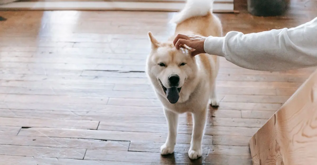 How to Choose the Best Diet for Your Pet's Health