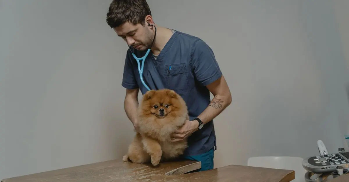 10 Tips for Keeping Your Pet Safe at Home