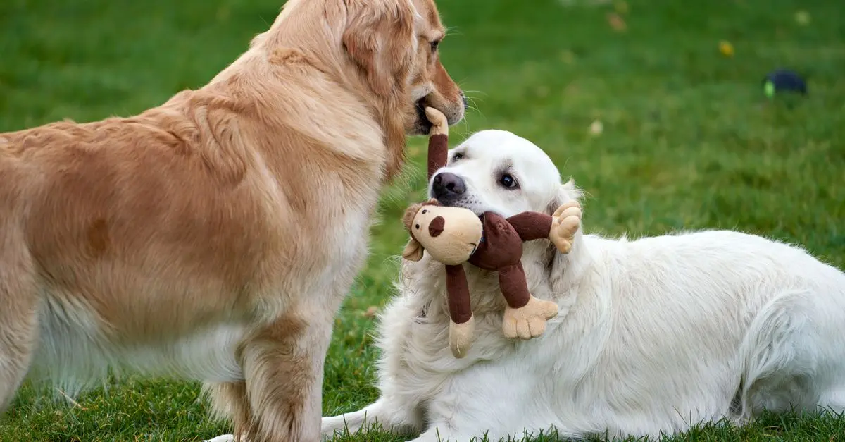 Understanding the Importance of Animal Enrichment for Pets