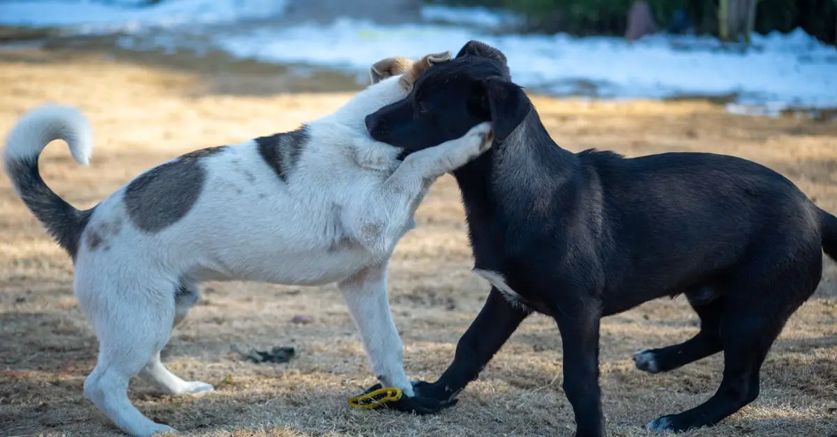 Top 10 Engaging Activities for Your Dog's Happiness