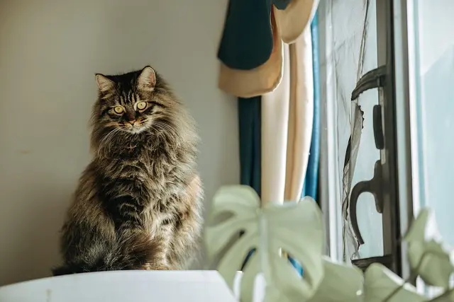 5 Essential Tips for Choosing the Right Pet for Your Family