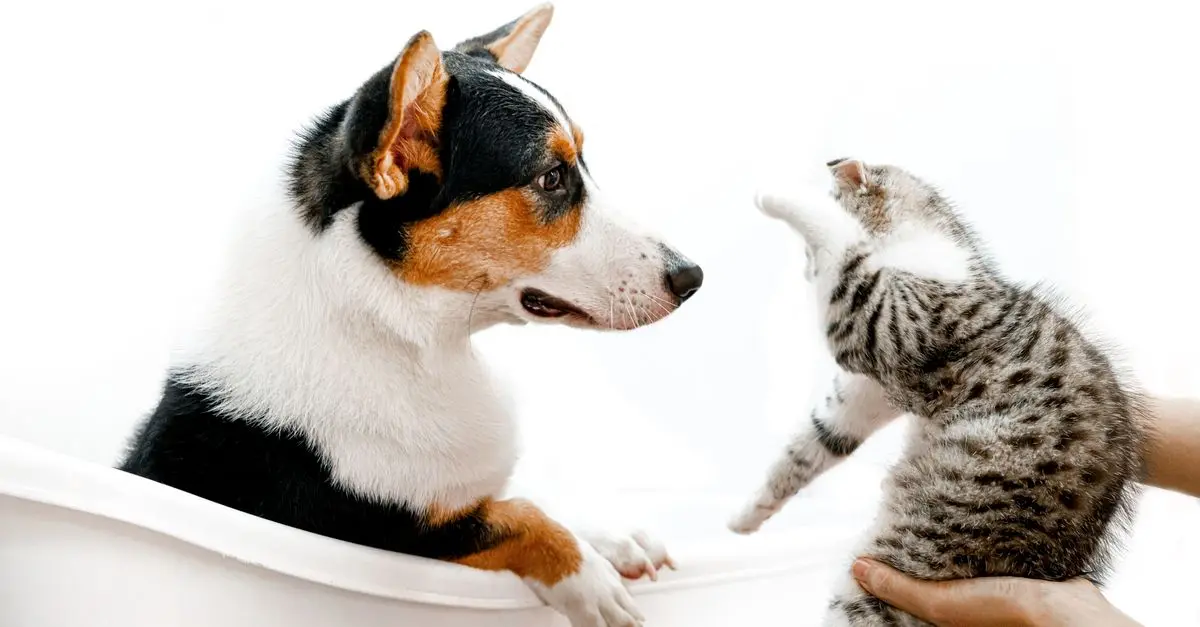How to Create an Engaging Environment for Your Pets