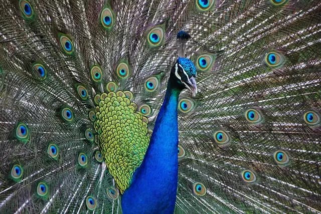 Understanding the Unique Needs of Exotic Pets