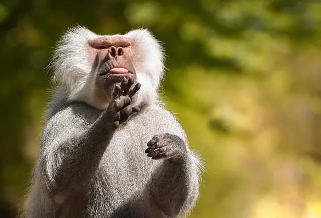 The Essential Guide to Understanding Animal Emotions