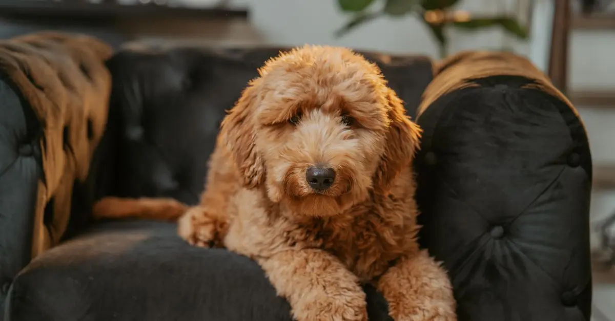 How to Create a Pet-Friendly Home Environment