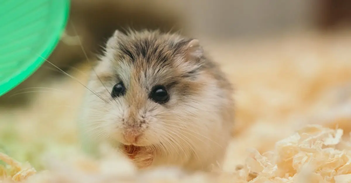 How to Create a Cozy Habitat for Your Small Pets