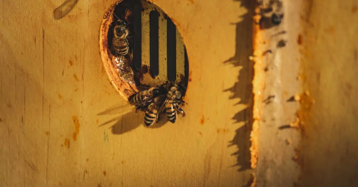 Understanding the Complex Communication of Bees