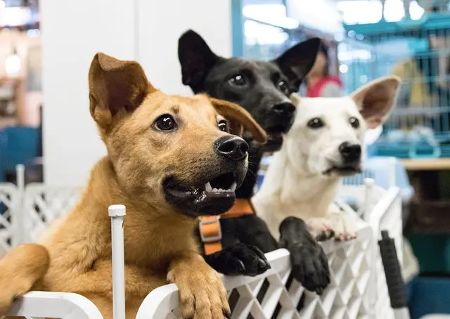 The Benefits of Adopting a Rescue Pet