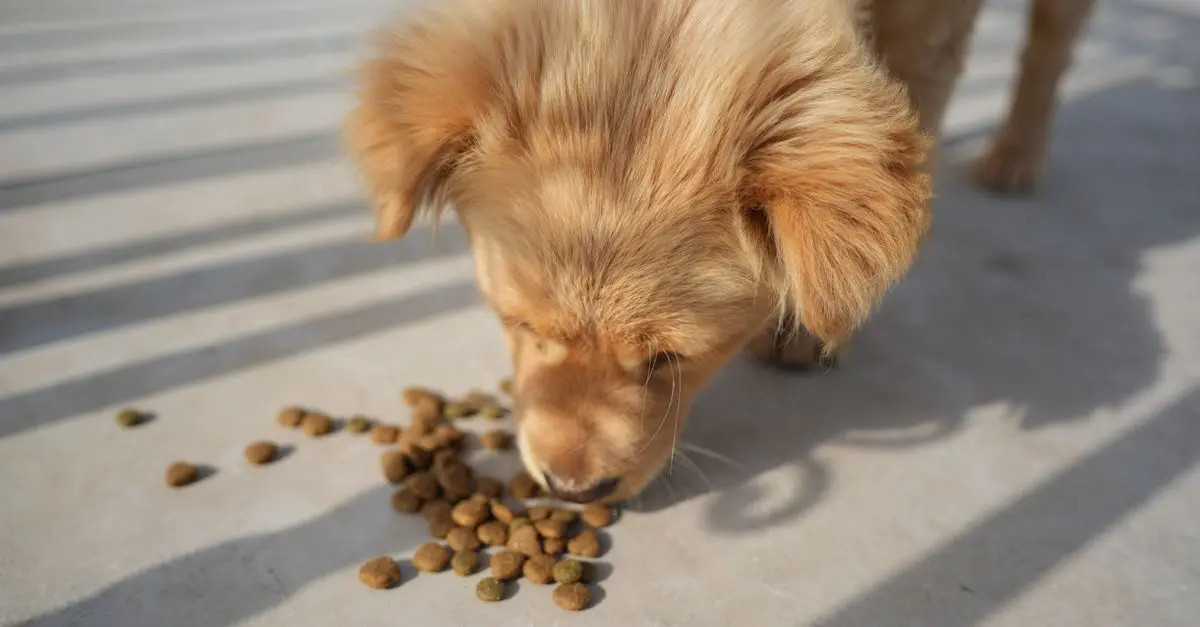 How to Choose the Right Food for Your Pet's Health