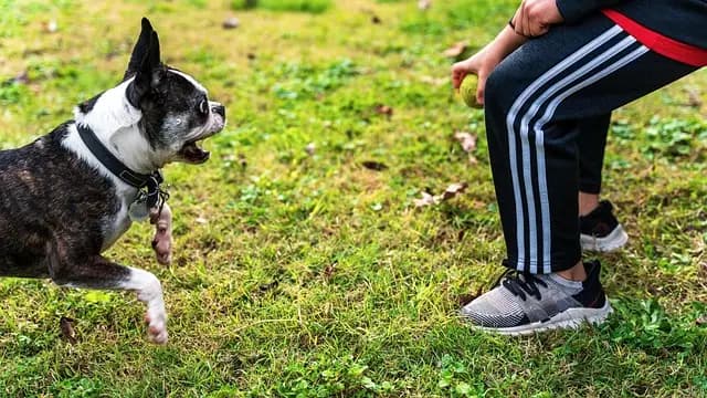 10 Essential Tips for Enriching Your Pet’s Life