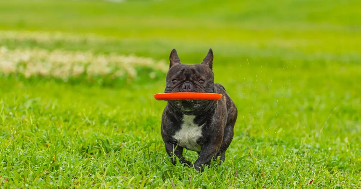 10 Engaging Activities to Keep Your Dog Happy and Healthy